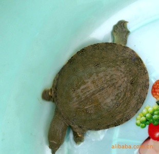 һлױż۳