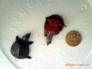 ݷд