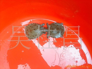 ͷˮ硢