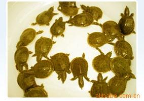 лƺӼлƺӼ