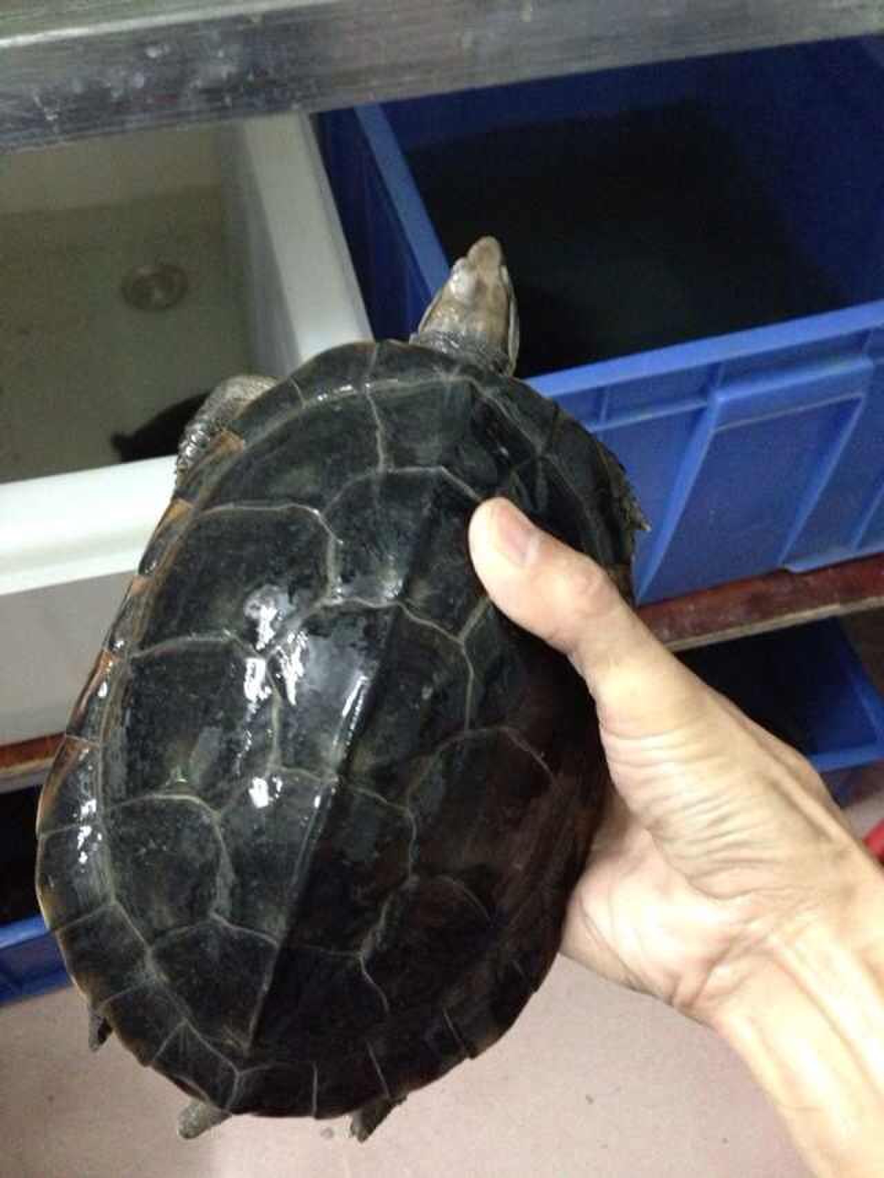 广州番禺南石龟养殖场