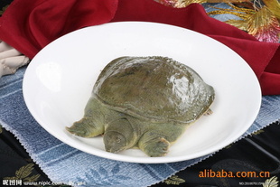 硢㵰أƷֶ࣬룬۸
