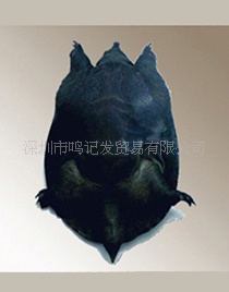 ϡмƷϪڱ