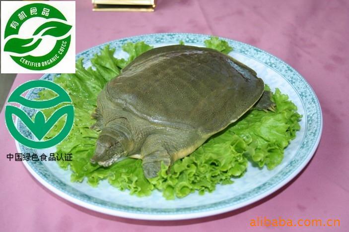 A08κ̬Ʊлͥ
