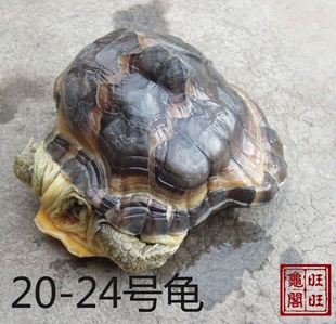 /ǹ/20-23ų