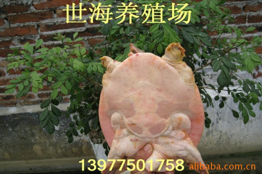 ޹ɳƷɳ12Ԫ/ֻ