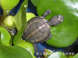 ͥлݹ磨3-5