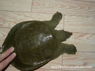 ݼļƷı
