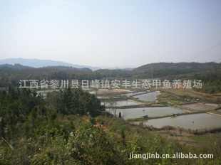 糧ֱȻӦǿٶȿ