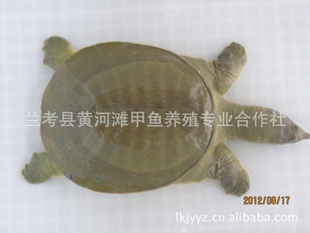 ػƺֳ̲*YLKO*250g—500gƷ_۸