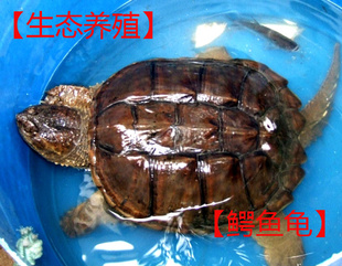 ֱ䱷ֳ̬Ʒ