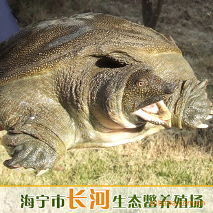 Ȼ̬10