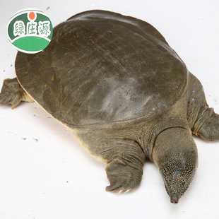 Ǯ600g-700g̬ʳʻʹ