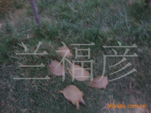 ԭ̬޹㡢ݻƱ