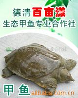 Ұл̬3꣩