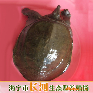 ֱձҼ㣬