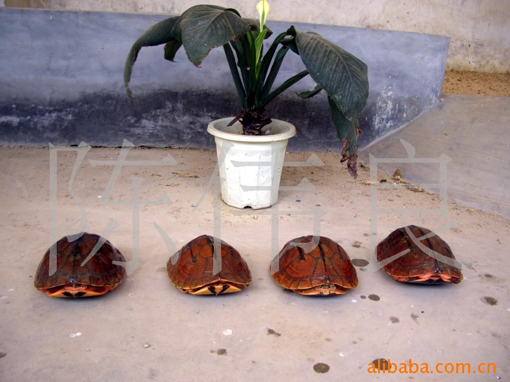 (3-4Ʒ)
