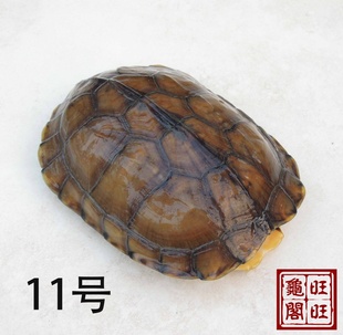 2010걱ʯ11ų