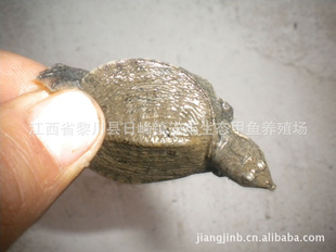 Ԥ2012ͷл糧ֱ5-12ĸ㵰