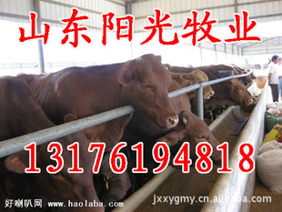 里买西门塔尔牛现在肉牛牛犊里量好