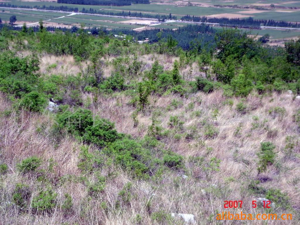 荒山坡地