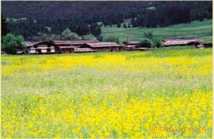 --ѹեת޹