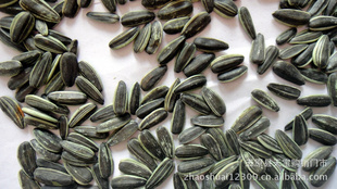 ɹԭزζӿsunflowerseeds