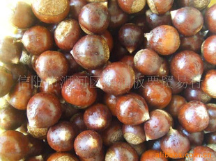 CastaneahenryiʳƷ