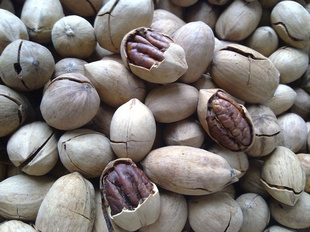 ʳƷӪСԲ̸