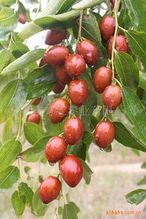 ±زлݶ