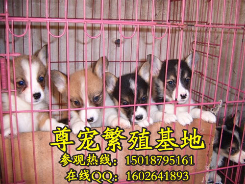ʿȮwelshcorgipembrok