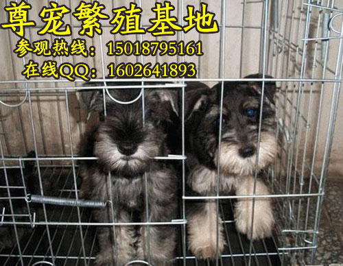 ѩȮstandardschnauzerterri