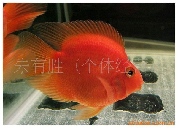 Ѫ