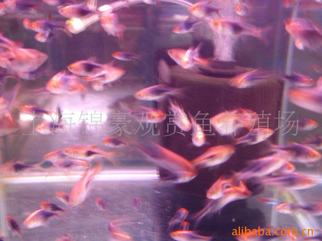 Ϻֹǵ