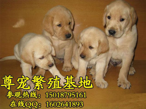 ѰȮlabradorretriever