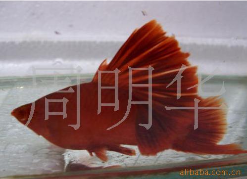 㣨ˣ