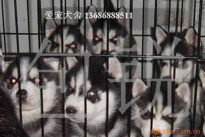 ڹʿ