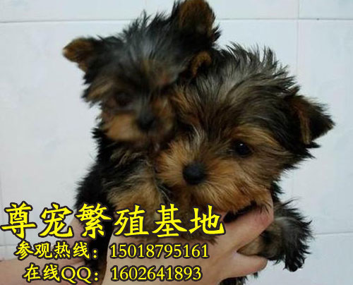 ԼȮyorkshireterrier