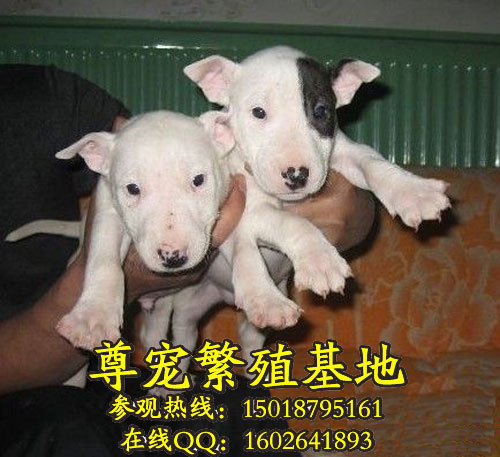 ţͷbullterrier