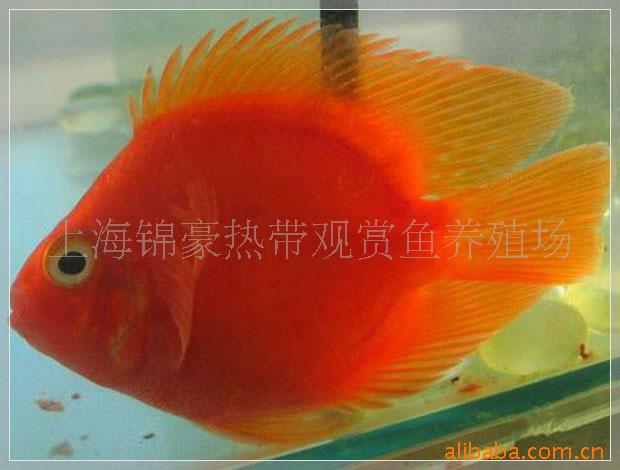Ѫ