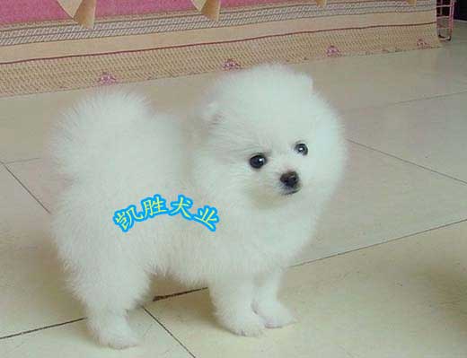博美犬