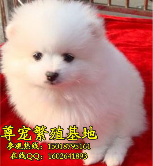 ϵ岩Ȯ