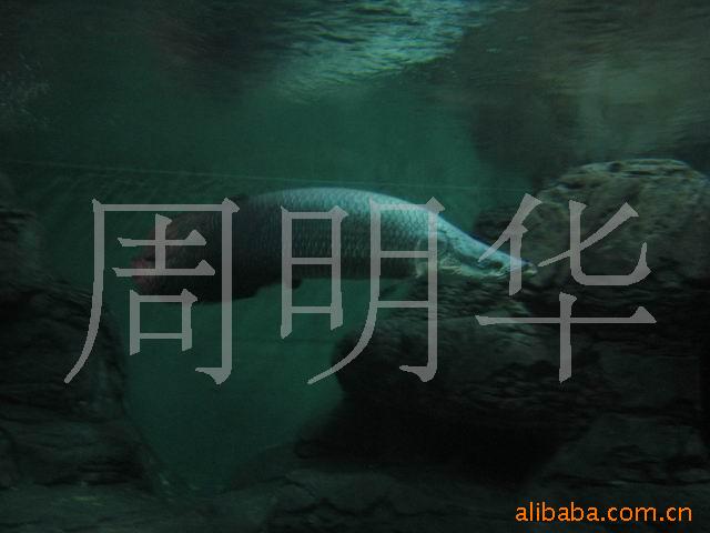 㣨ˣ