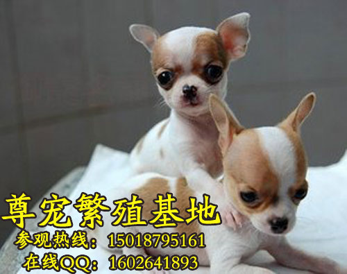 ī缪Ȯ