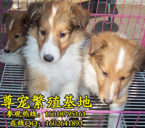 /ոȮroughcollie