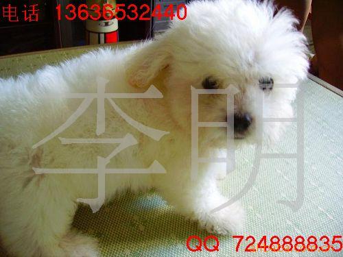 宠物狗超可爱法国比熊幼犬