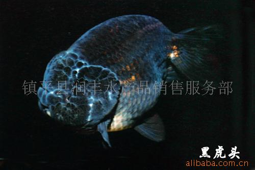 ڻͷ