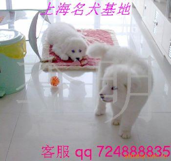 ﹷߴʹȮ