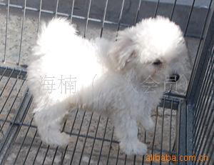 健康快乐的比熊宝宝找新家