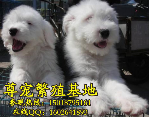 /ӢŴȮoldenglishsheepdog